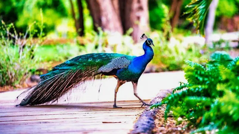 A peacock at Hofi Mango nature park in Curaçao